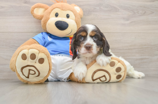 Cute Cocker Spaniel Baby