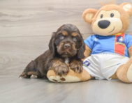 5 week old Cocker Spaniel Puppy For Sale - Simply Southern Pups