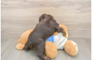 Cocker Spaniel Puppy for Adoption