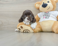 6 week old Cocker Spaniel Puppy For Sale - Simply Southern Pups