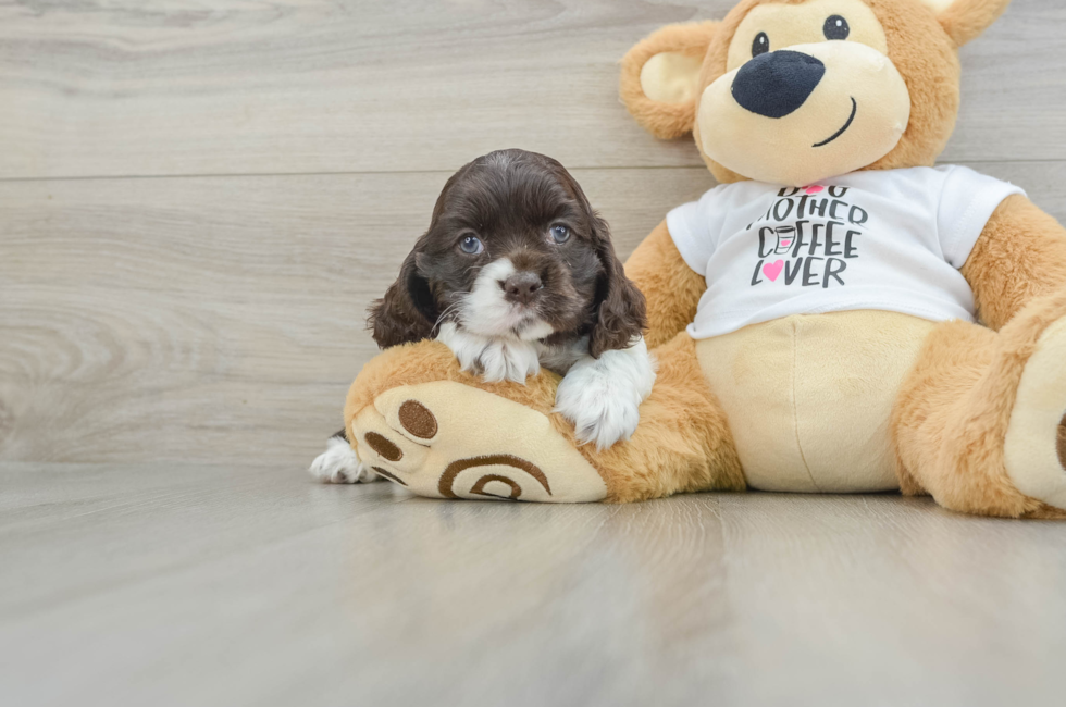 6 week old Cocker Spaniel Puppy For Sale - Simply Southern Pups