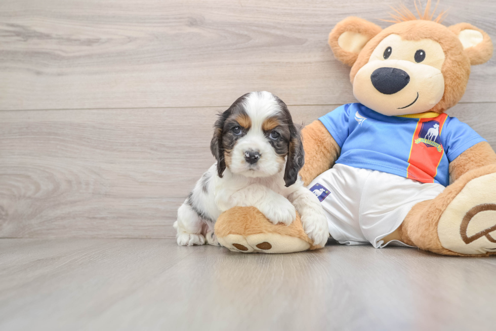 Cocker Spaniel Pup Being Cute