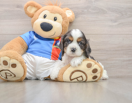 5 week old Cocker Spaniel Puppy For Sale - Simply Southern Pups