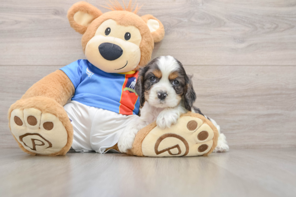 Best Cocker Spaniel Baby