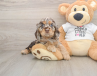 5 week old Cocker Spaniel Puppy For Sale - Simply Southern Pups