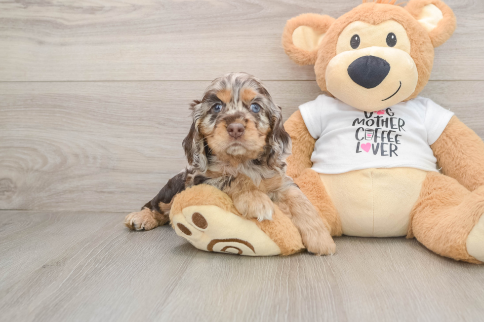 Cute Cocker Spaniel Baby