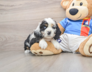 5 week old Cocker Spaniel Puppy For Sale - Simply Southern Pups