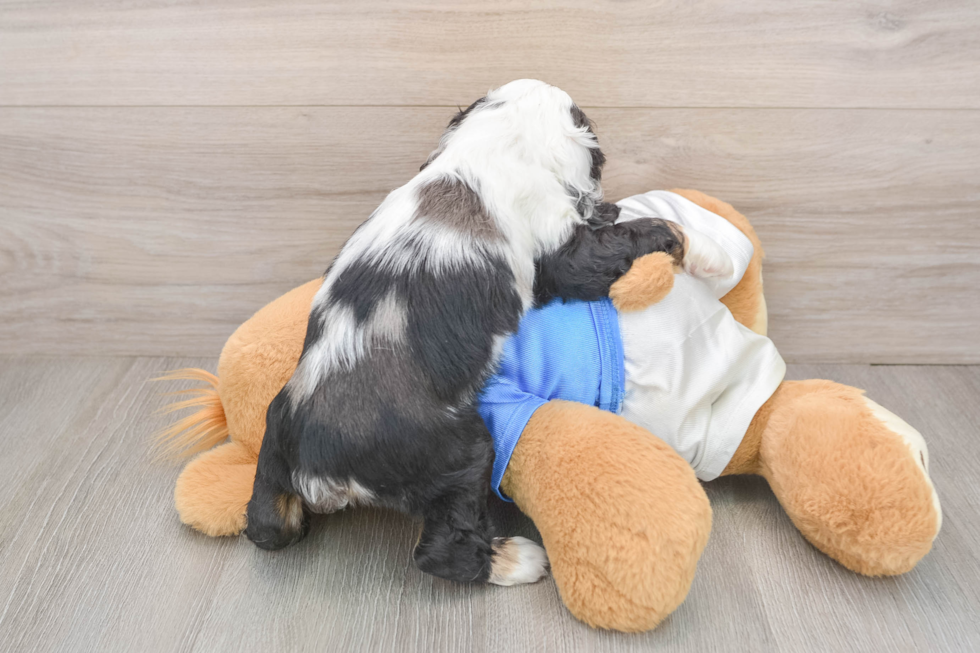 Cute Cocker Spaniel Baby