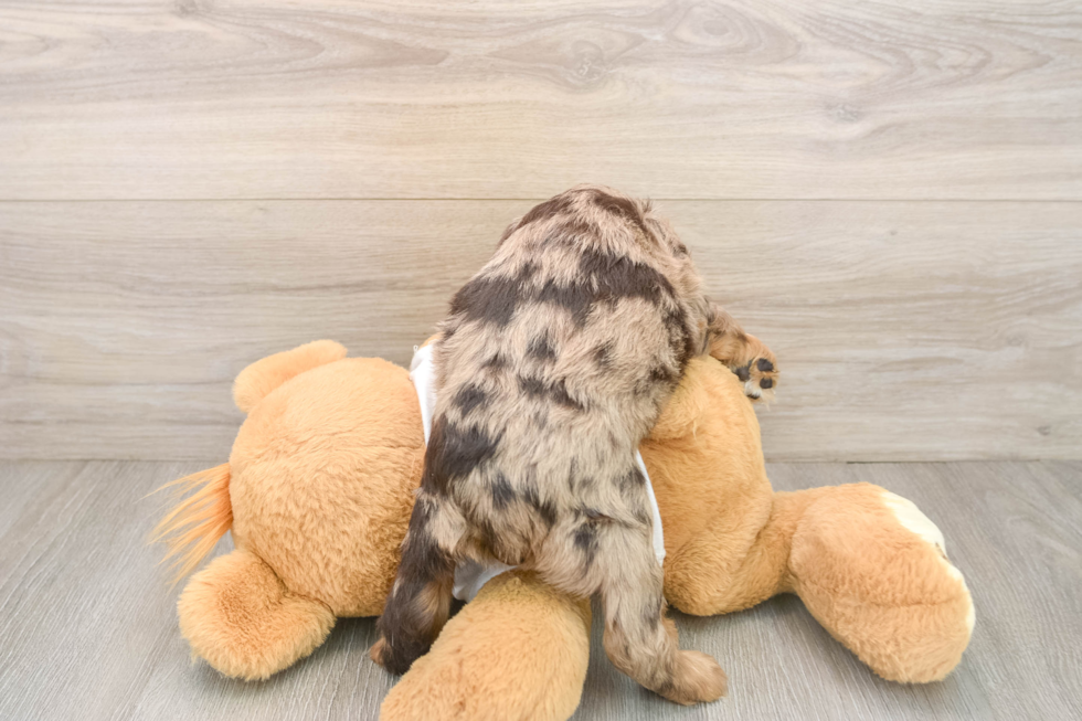 Cute Cocker Spaniel Baby
