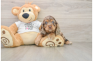 Cute Cocker Spaniel Baby