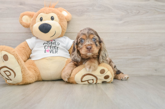 Cute Cocker Spaniel Baby