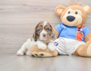 5 week old Cocker Spaniel Puppy For Sale - Simply Southern Pups