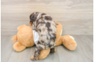 Best Cocker Spaniel Baby