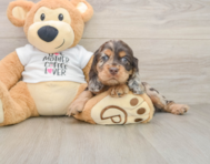 6 week old Cocker Spaniel Puppy For Sale - Simply Southern Pups