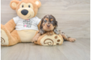 Cocker Spaniel Puppy for Adoption