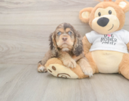 6 week old Cocker Spaniel Puppy For Sale - Simply Southern Pups