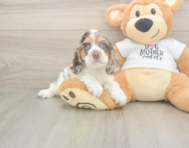 6 week old Cocker Spaniel Puppy For Sale - Simply Southern Pups