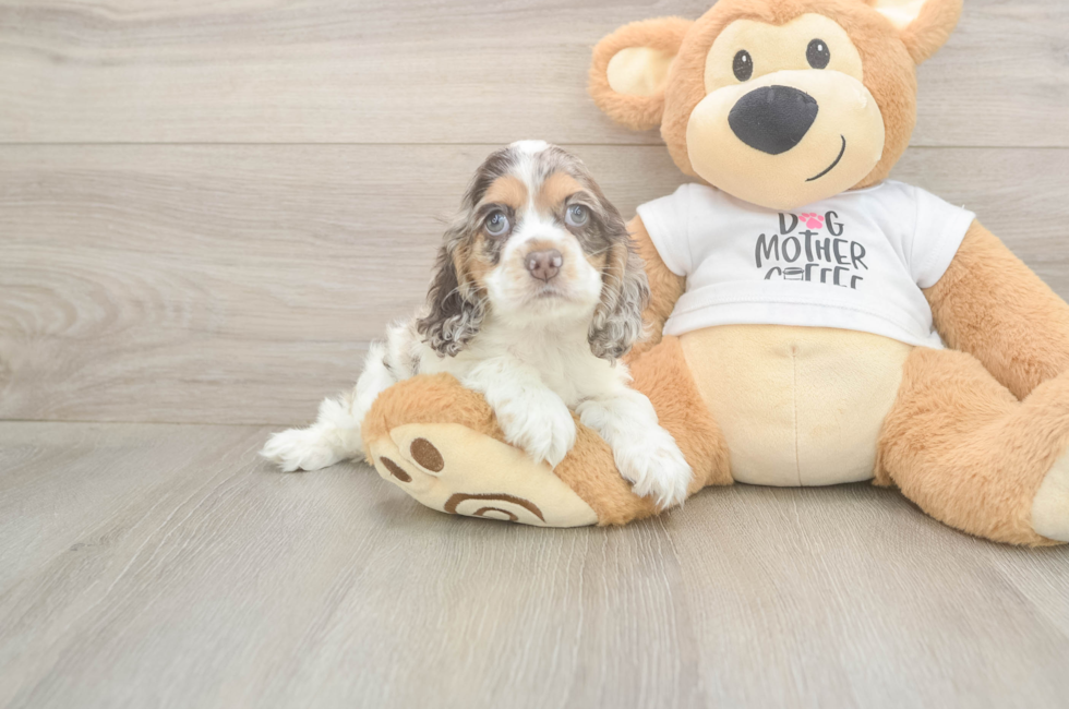 6 week old Cocker Spaniel Puppy For Sale - Simply Southern Pups