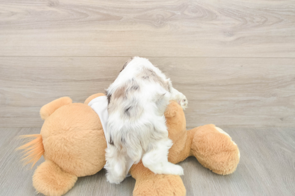 Cocker Spaniel Pup Being Cute