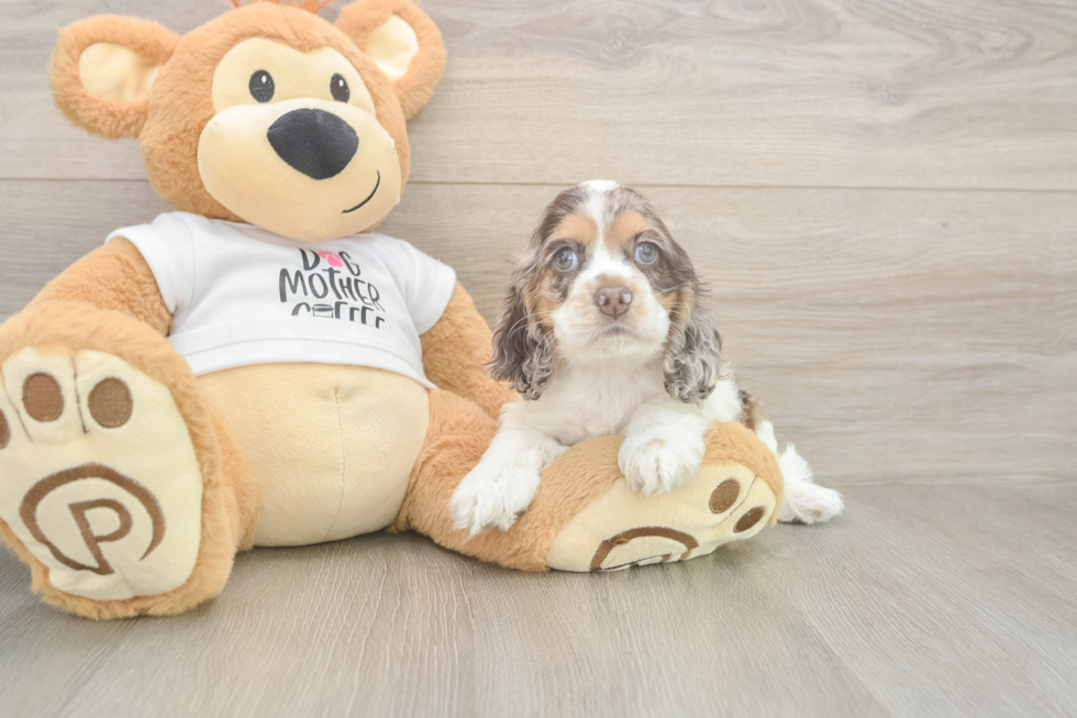 Cocker Spaniel Puppy for Adoption