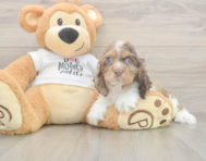6 week old Cocker Spaniel Puppy For Sale - Simply Southern Pups