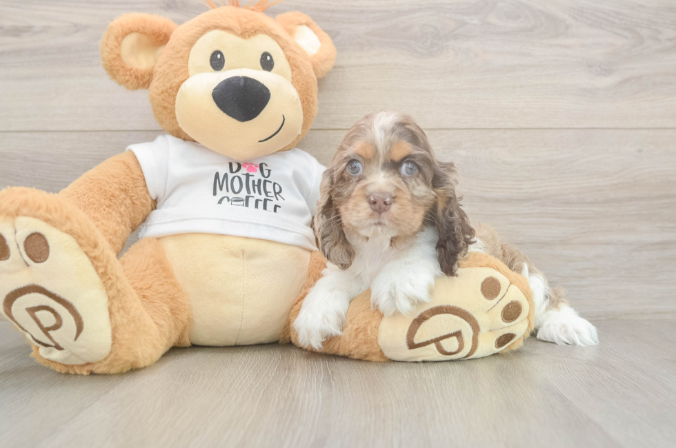 6 week old Cocker Spaniel Puppy For Sale - Simply Southern Pups