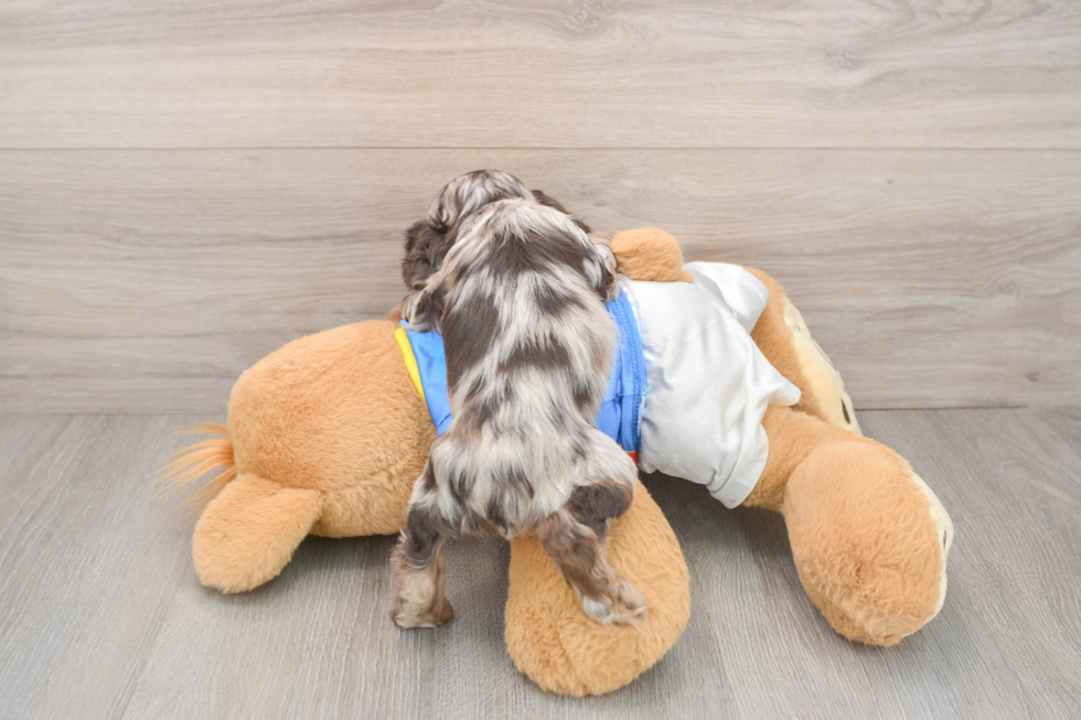 Cute Cocker Spaniel Purebred Pup