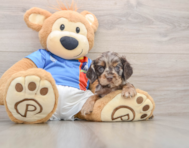 5 week old Cocker Spaniel Puppy For Sale - Simply Southern Pups