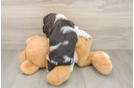 Cute Cocker Spaniel Baby