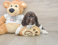 7 week old Cocker Spaniel Puppy For Sale - Simply Southern Pups