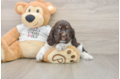Cute Cocker Spaniel Purebred Puppy