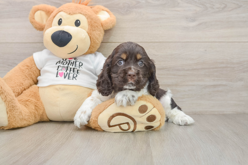 Cute Cocker Spaniel Purebred Puppy