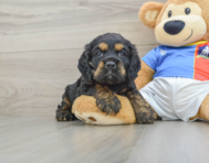 5 week old Cocker Spaniel Puppy For Sale - Simply Southern Pups