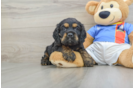 Cute Cocker Spaniel Purebred Puppy