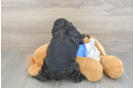 Best Cocker Spaniel Baby