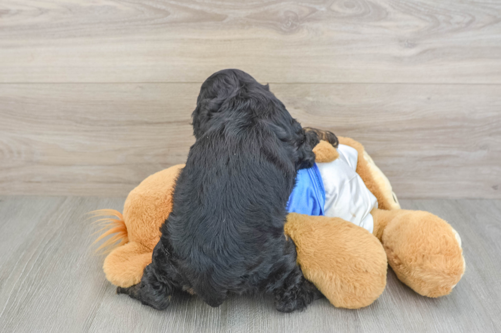 Best Cocker Spaniel Baby