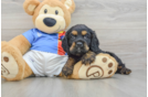 Best Cocker Spaniel Baby