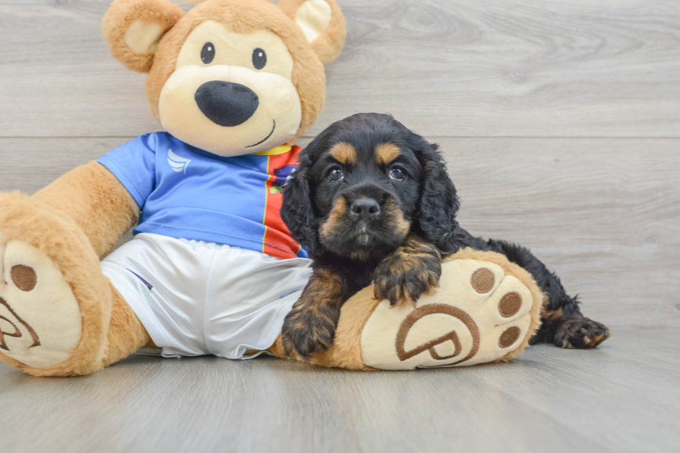 Best Cocker Spaniel Baby
