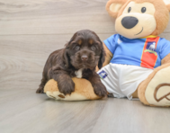 5 week old Cocker Spaniel Puppy For Sale - Simply Southern Pups