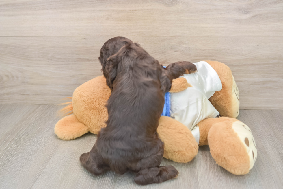 Cute Cocker Spaniel Purebred Puppy