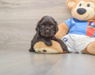 5 week old Cocker Spaniel Puppy For Sale - Simply Southern Pups