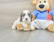 5 week old Cocker Spaniel Puppy For Sale - Simply Southern Pups