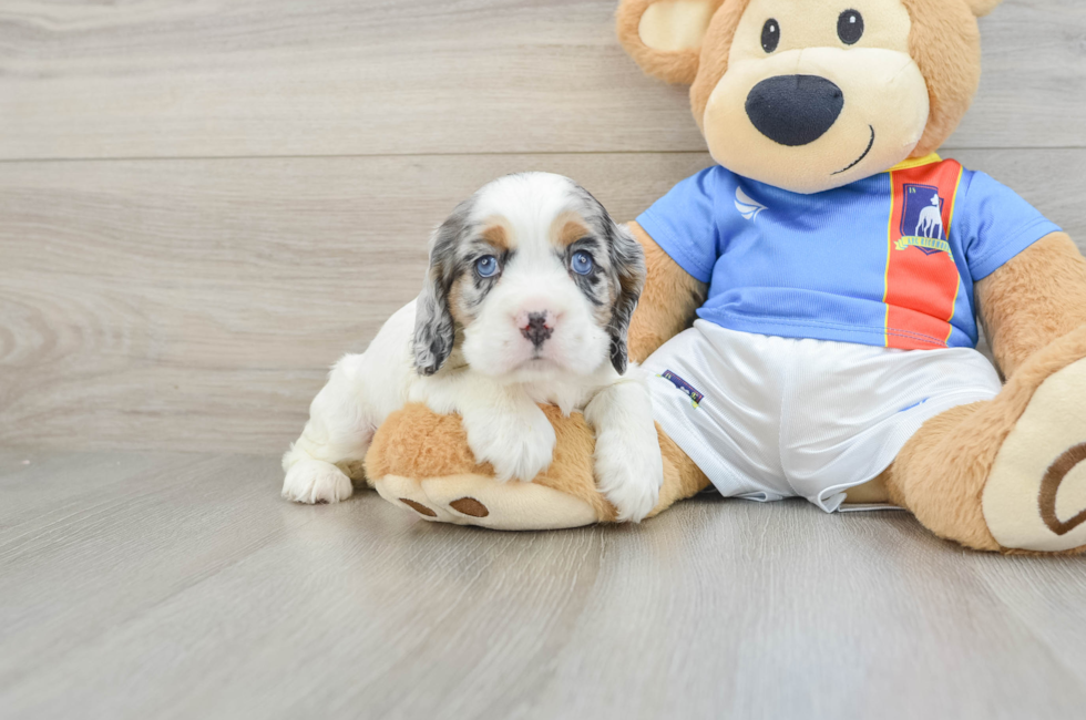 5 week old Cocker Spaniel Puppy For Sale - Simply Southern Pups