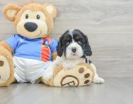 5 week old Cocker Spaniel Puppy For Sale - Simply Southern Pups