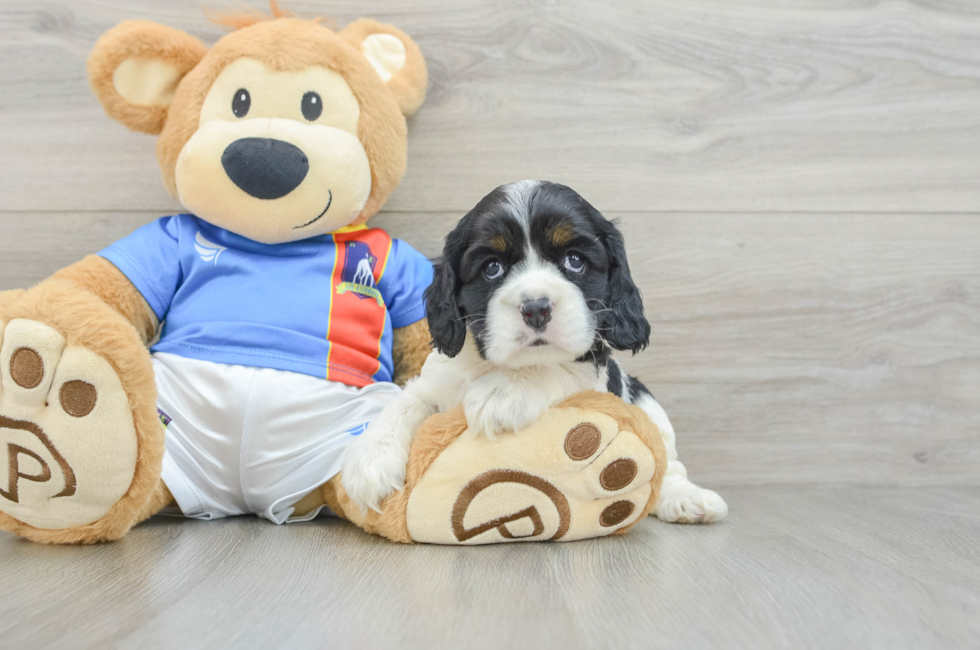 5 week old Cocker Spaniel Puppy For Sale - Simply Southern Pups