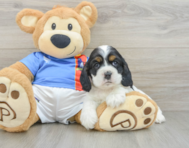 5 week old Cocker Spaniel Puppy For Sale - Simply Southern Pups