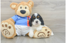 Best Cocker Spaniel Baby