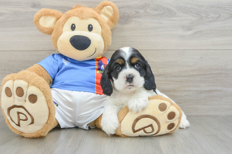 5 week old Cocker Spaniel Puppy For Sale - Simply Southern Pups