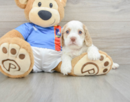 5 week old Cocker Spaniel Puppy For Sale - Simply Southern Pups