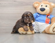 5 week old Cocker Spaniel Puppy For Sale - Simply Southern Pups
